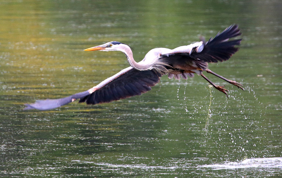 Wildlife in the La Crosse River marsh